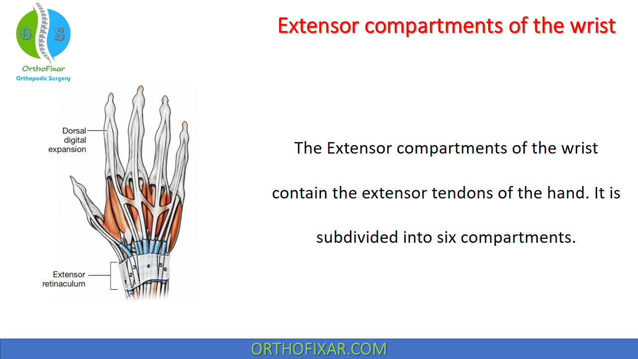 Extensor compartments of the wrist