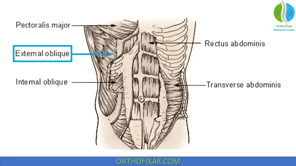 External Oblique Muscle: Anatomy, Function, Pain & Exercises 1 External Oblique Muscle anatomy