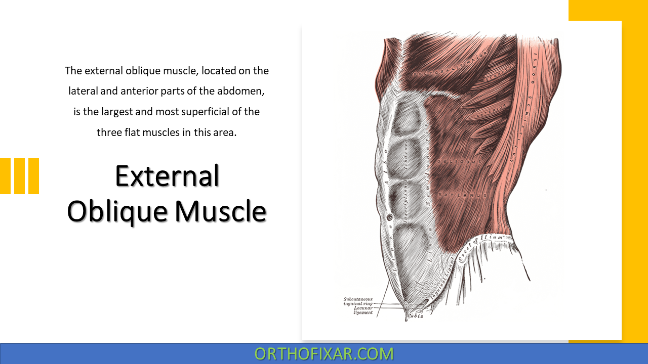  External Oblique Muscle 