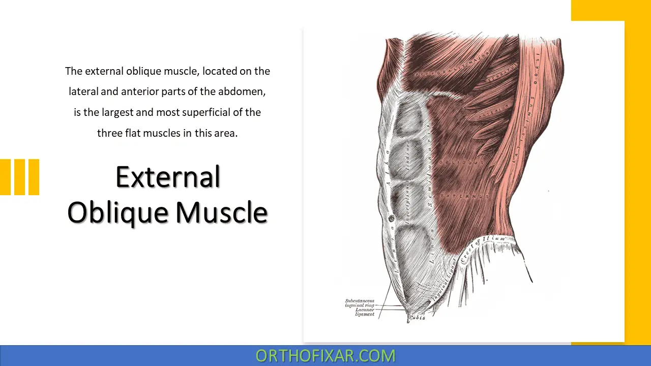 External Oblique Muscle