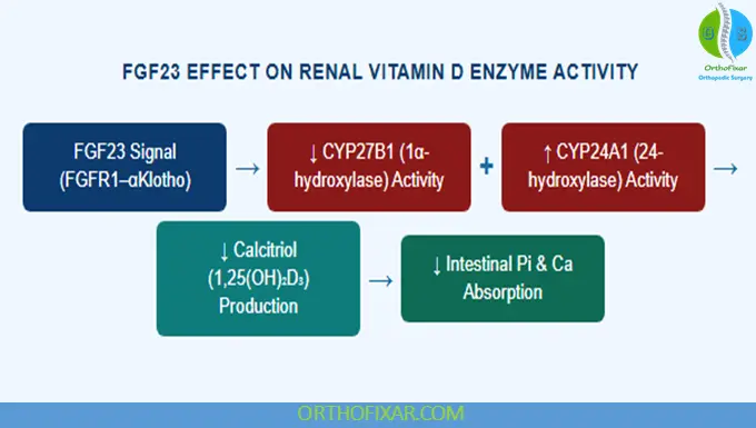 FGF23 Effect on Renal Vitamin D Enzyme Activity