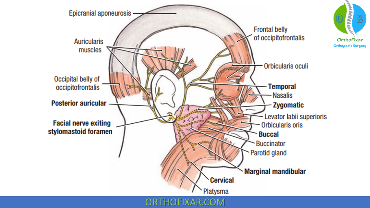 Facial Nerve Anatomy CN VII Course Branches Motor Sensory Functions Facial Nerve Anatomy CN VII Course Branches Motor Sensory Functions