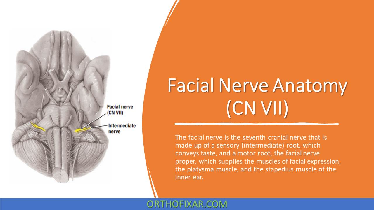  Facial Nerve Anatomy (CN VII) 