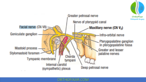 Facial Nerve Anatomy (CN VII): Course, Branches, Motor & Sensory Functions