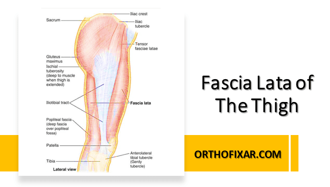 Fascia Lata Of The Thigh Orthofixar 2025 6111