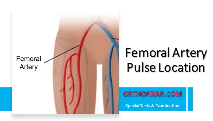 Femoral Artery Pulse Location & Palpation