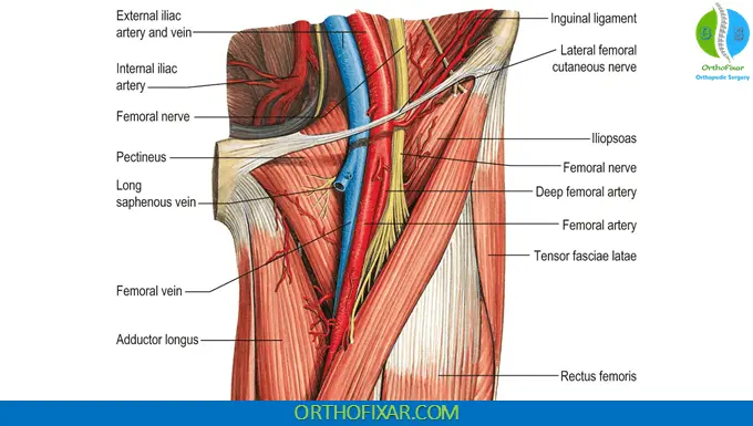 Femoral Artery Pulse Location & Palpation 4 Femoral Artery Pulse Location