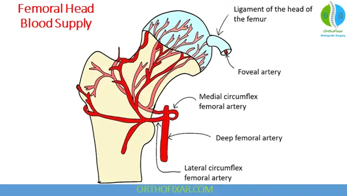 Femoral Head blood supply
