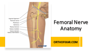 Femoral Nerve Anatomy