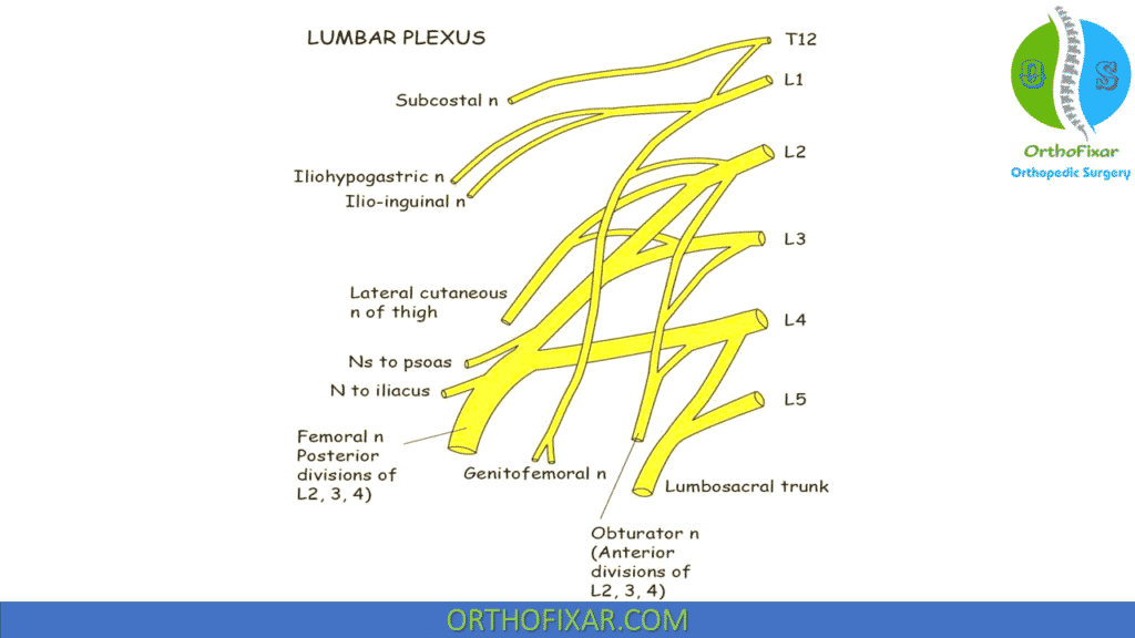 Femoral Nerve anatomy