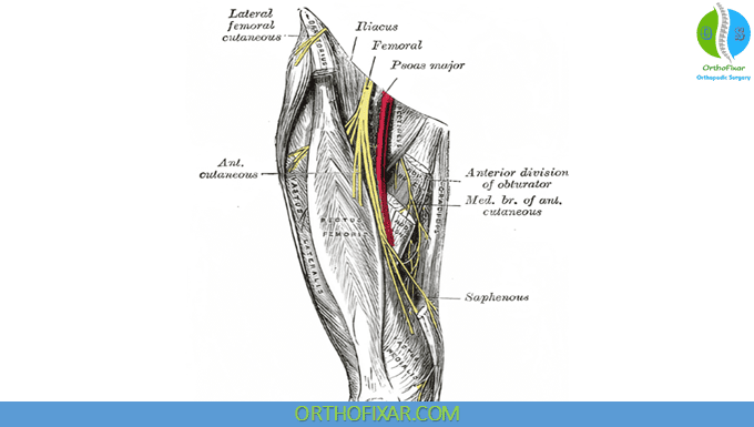 Femoral Nerve Anatomy 2 Femoral Nerve courses