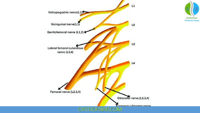 Femoral Nerve Anatomy 1 Femoral Nerve roots