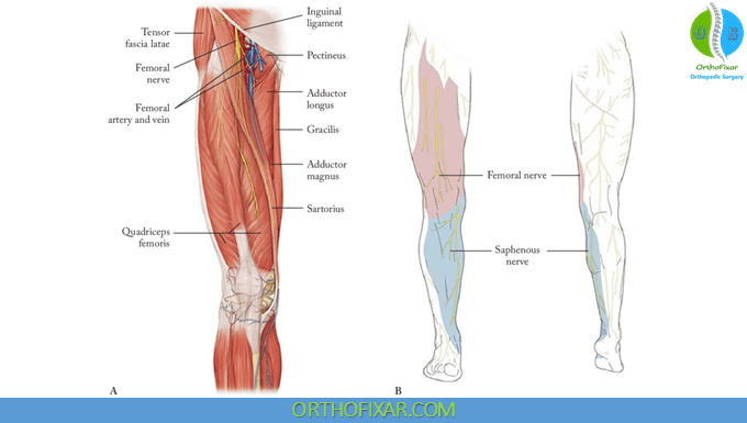 Femoral Nerve Anatomy 3 Femoral Nerve