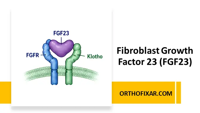 Fibroblast Growth Factor 23 (FGF23)