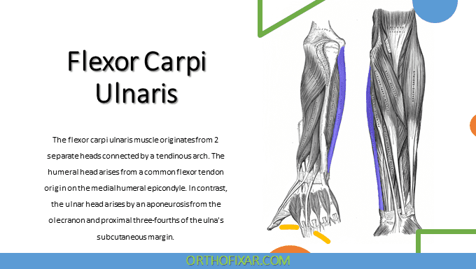 Flexor Carpi Ulnaris Muscle Anatomy | 2024