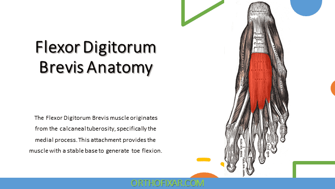 Flexor Digitorum Brevis Anatomy - Full Tutorial 2024