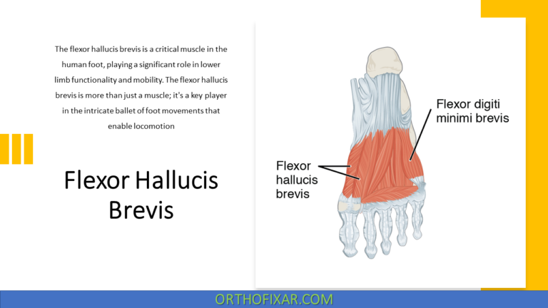 Flexor Hallucis Brevis