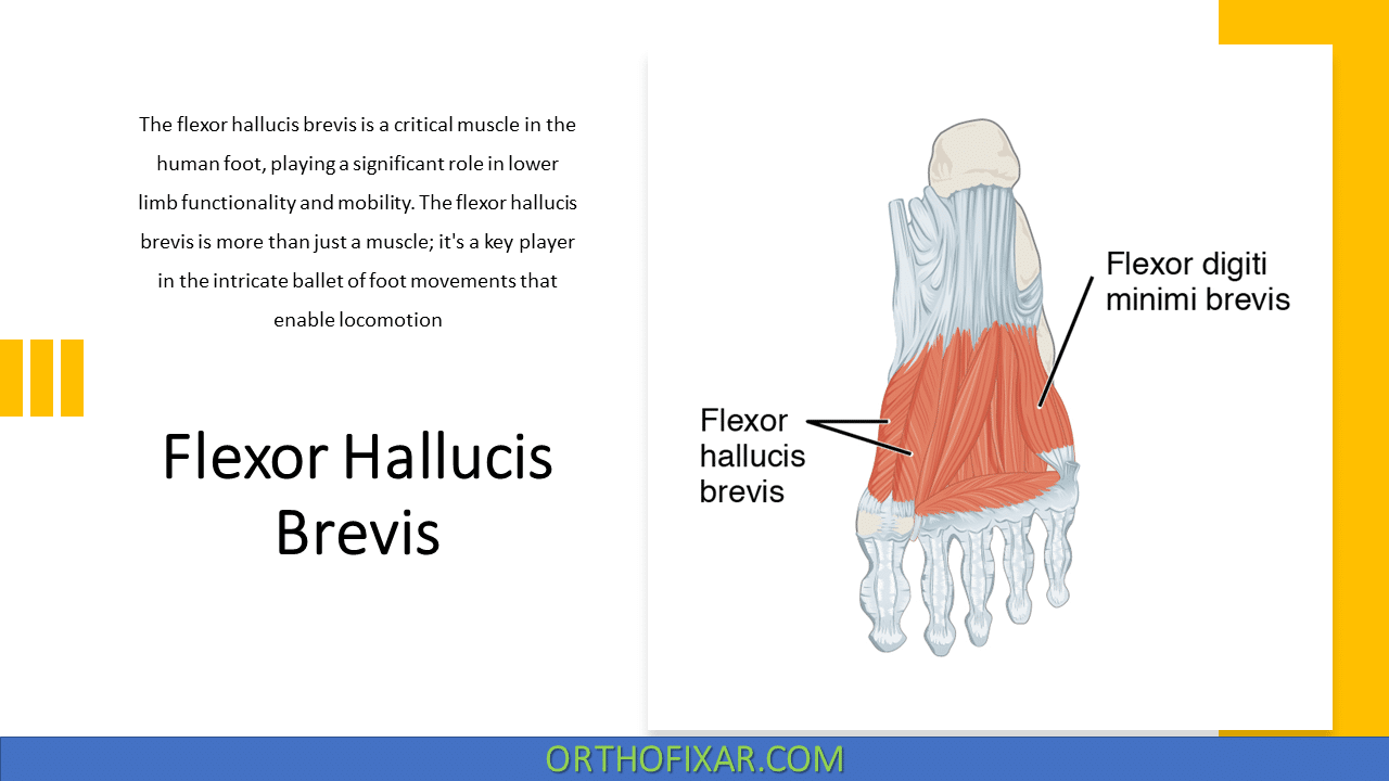  Flexor Hallucis Brevis Muscle Anatomy 