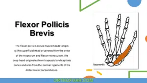 Flexor Pollicis Brevis Muscle Anatomy