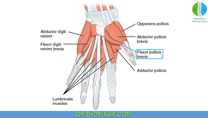 Flexor Pollicis Brevis