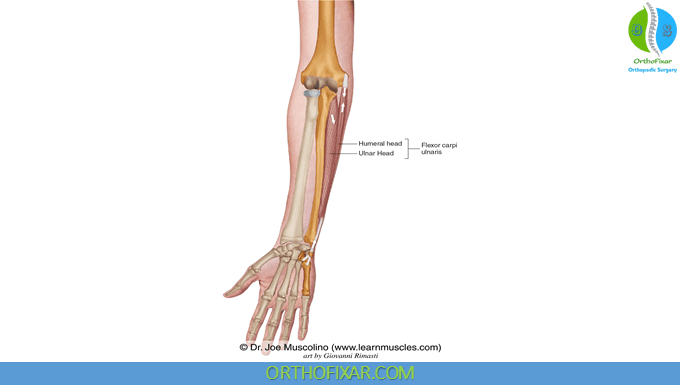 Flexor Carpi Ulnaris Muscle Anatomy | 2024