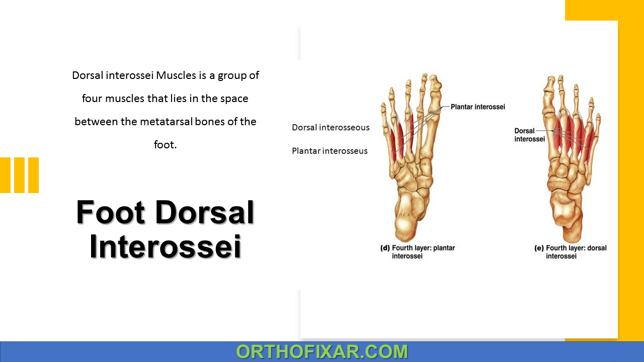  Foot Dorsal Interossei & Palmar Interossei Muscles Anatomy 
