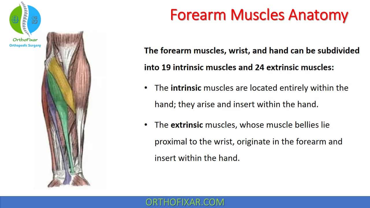  Forearm Muscles Anatomy & Function 