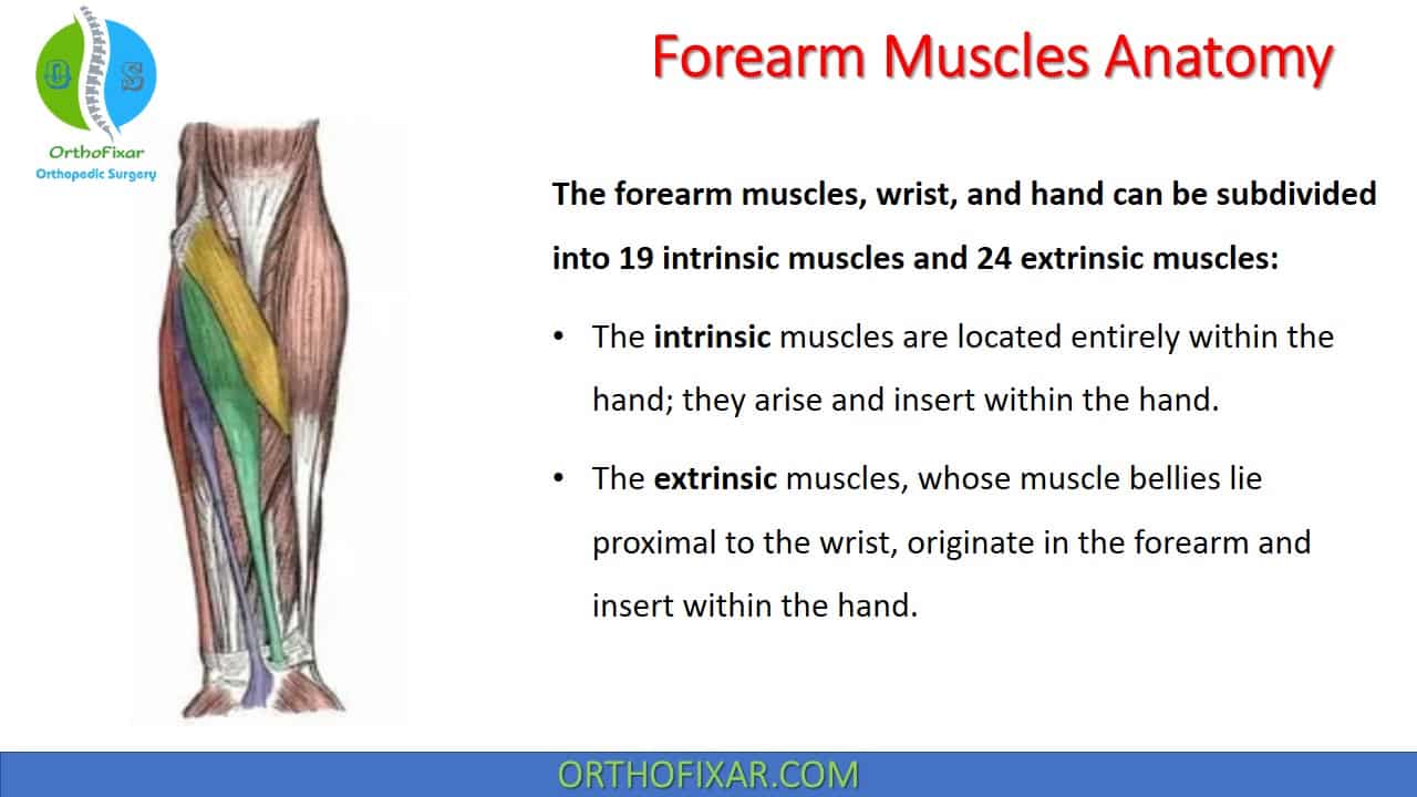 Wrist deals muscle anatomy