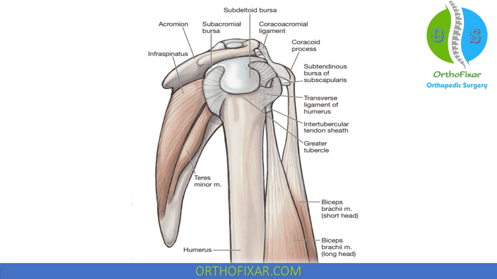 GH Joint anatomy