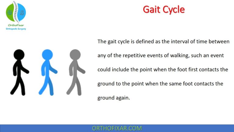 Gait Cycle