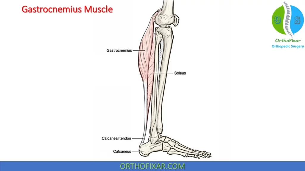 Gastrocnemius Muscle Anatomy