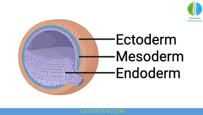 How to Study Embryology: Timelines, Structures and Birth Defects 7 Germ Layers