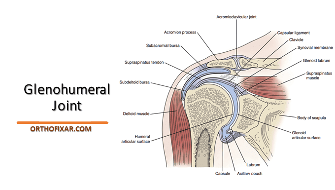 Glenohumeral Joint