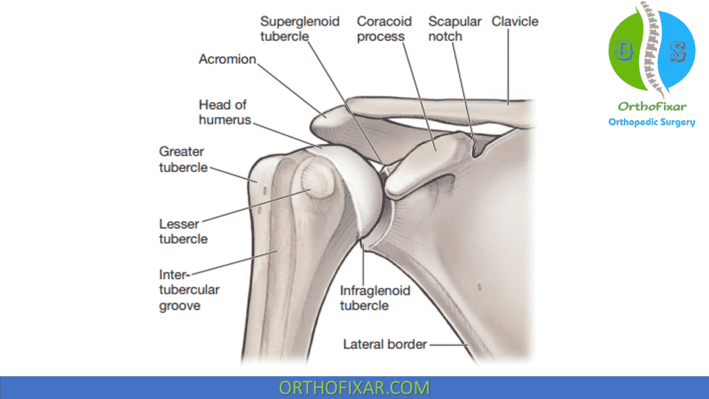 Glenohumeral bone anatomy