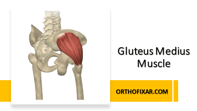 Gluteus Medius Muscle Anatomy | OrthoFixar 2024