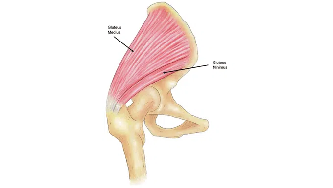 Gluteus Minimus`