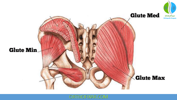 Gluteus Medius Muscle Anatomy | OrthoFixar 2024