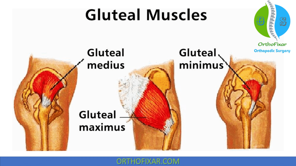 Gluteus muscles anatomy