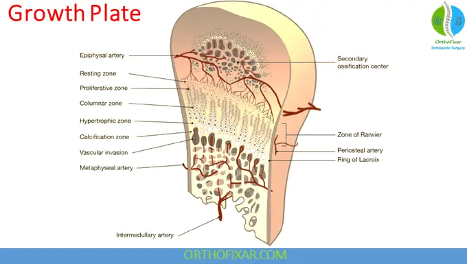 The 5 Salter Harris Fracture Types: Pediatric Physeal Injuries 11 Growth Plate anatomy