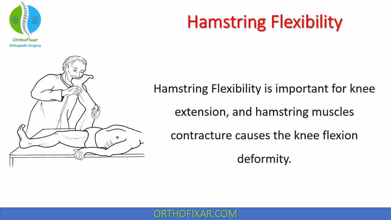  Hamstring Flexibility 