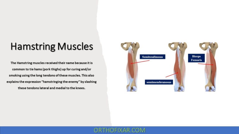 Hamstring Muscles