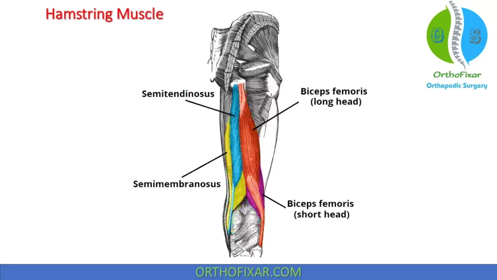 Hamstring muscles anatomy