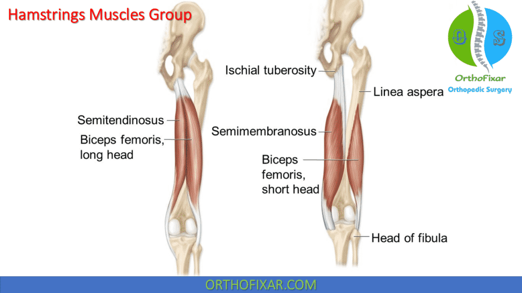 Hamstrings Muscles