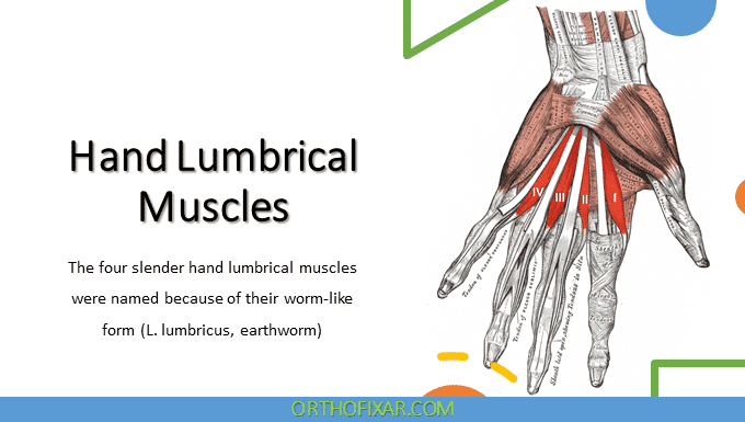 Hand Lumbrical Muscles | OrthoFixar 2025