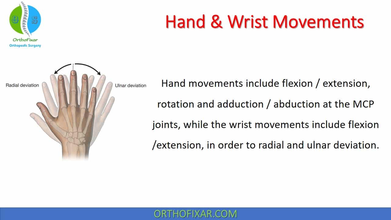 Hand & Wrist Movements & Range Of Motion | OrthoFixar 2024