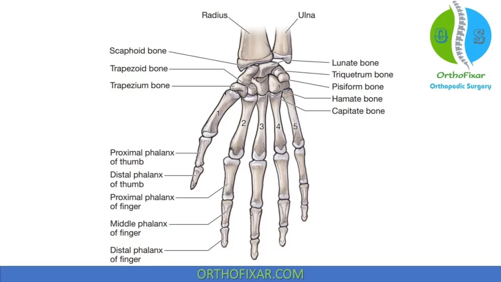 Hand and wrist anatomy