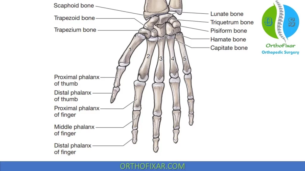 Hand bone anatomy