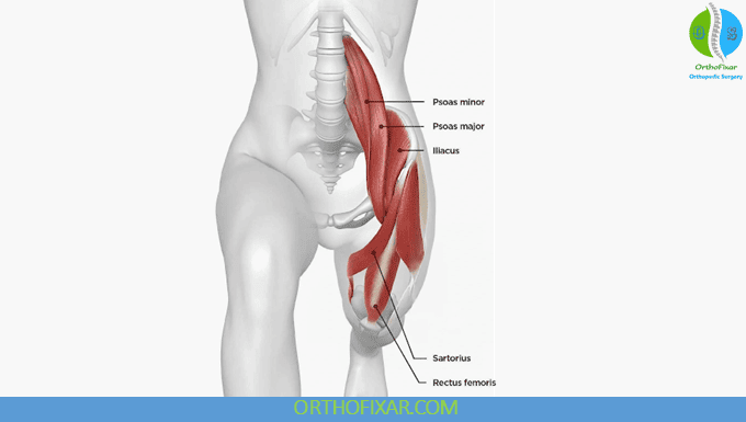 Hip Flexor Strain: Symptoms, Treatment & Return to Activity 4 Hip Flexor muscles