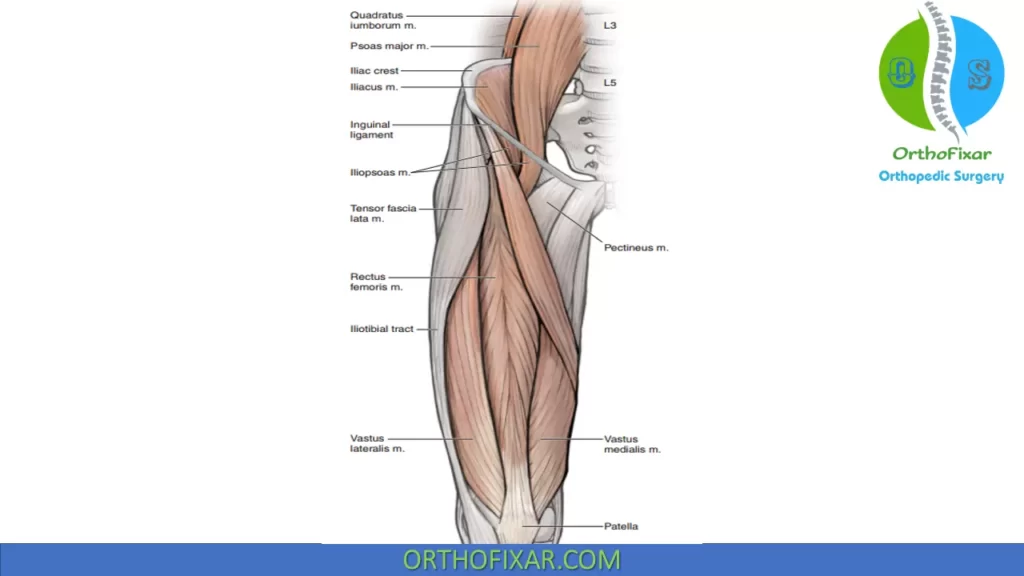 Hip-Flexors-muscles
