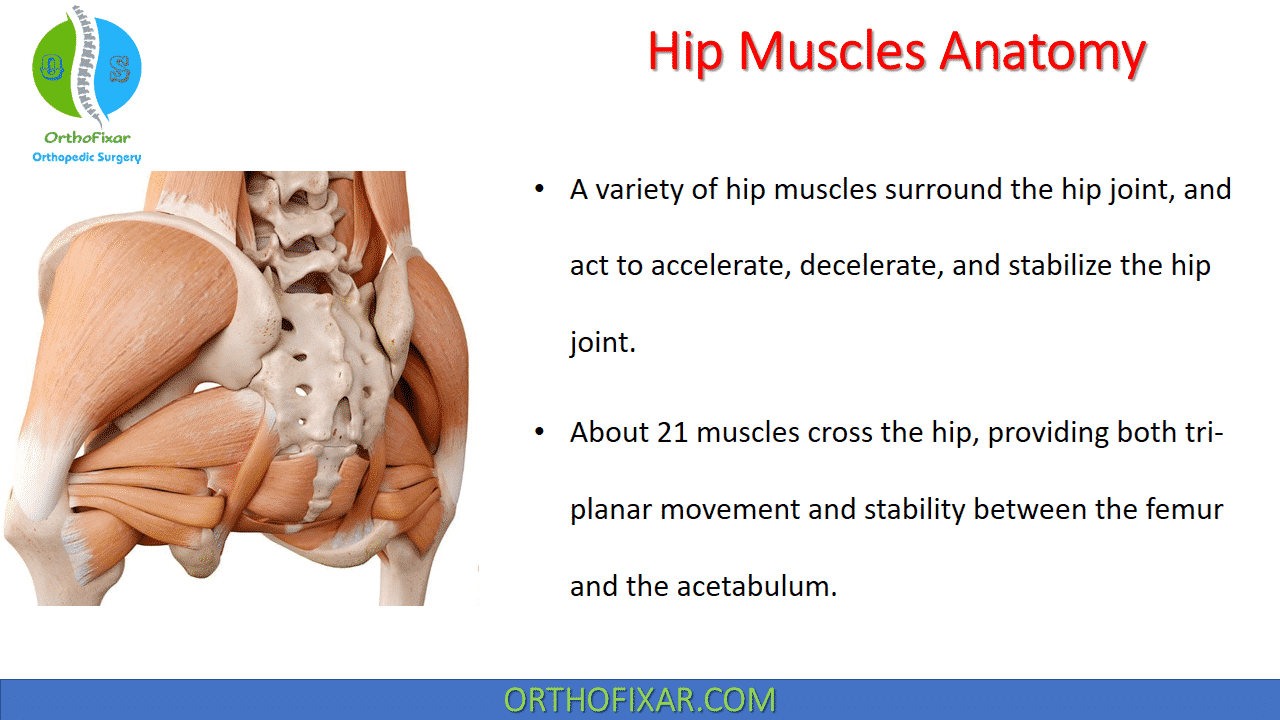  Hip Muscles Anatomy 